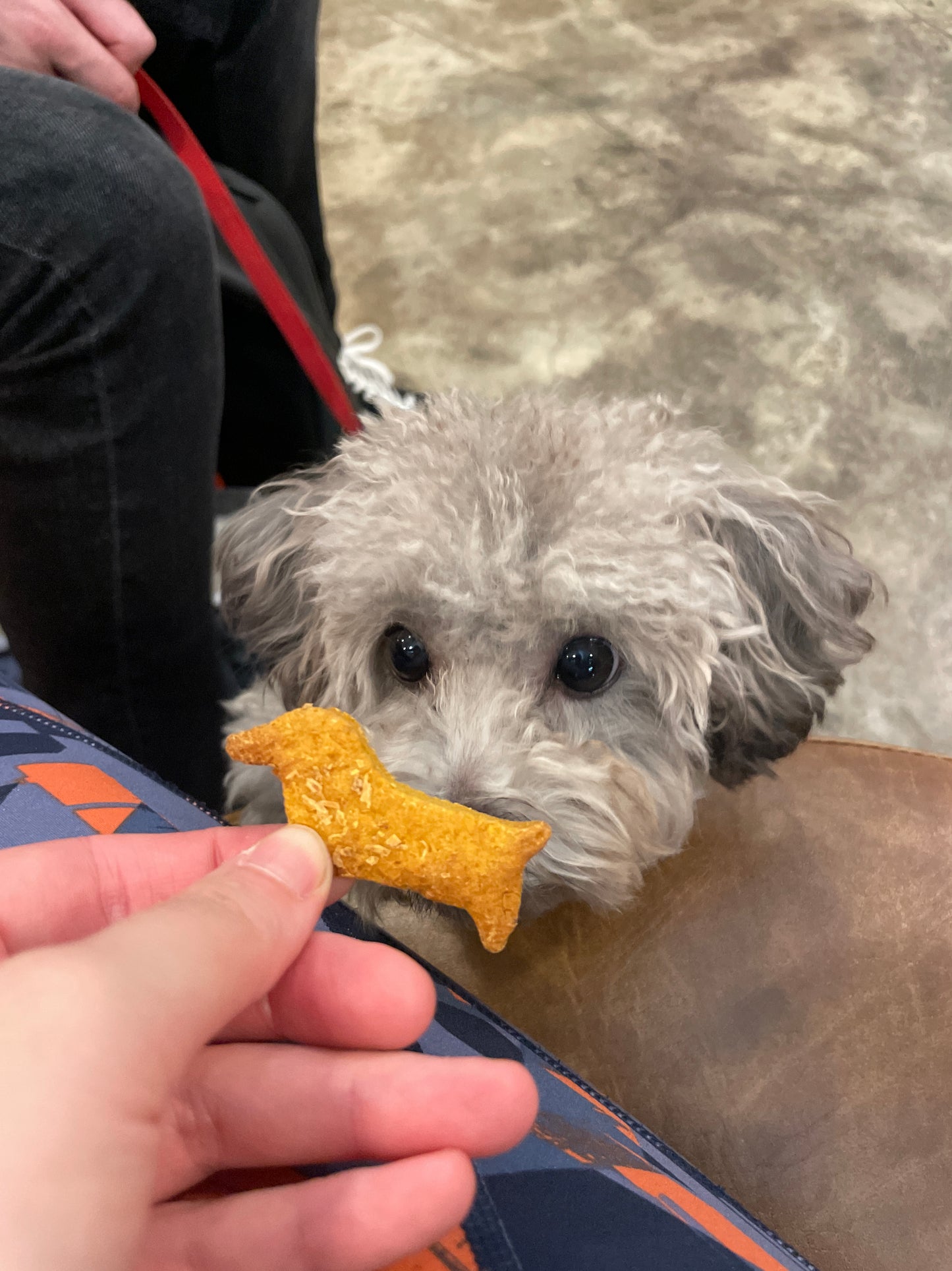 Dog Cookies