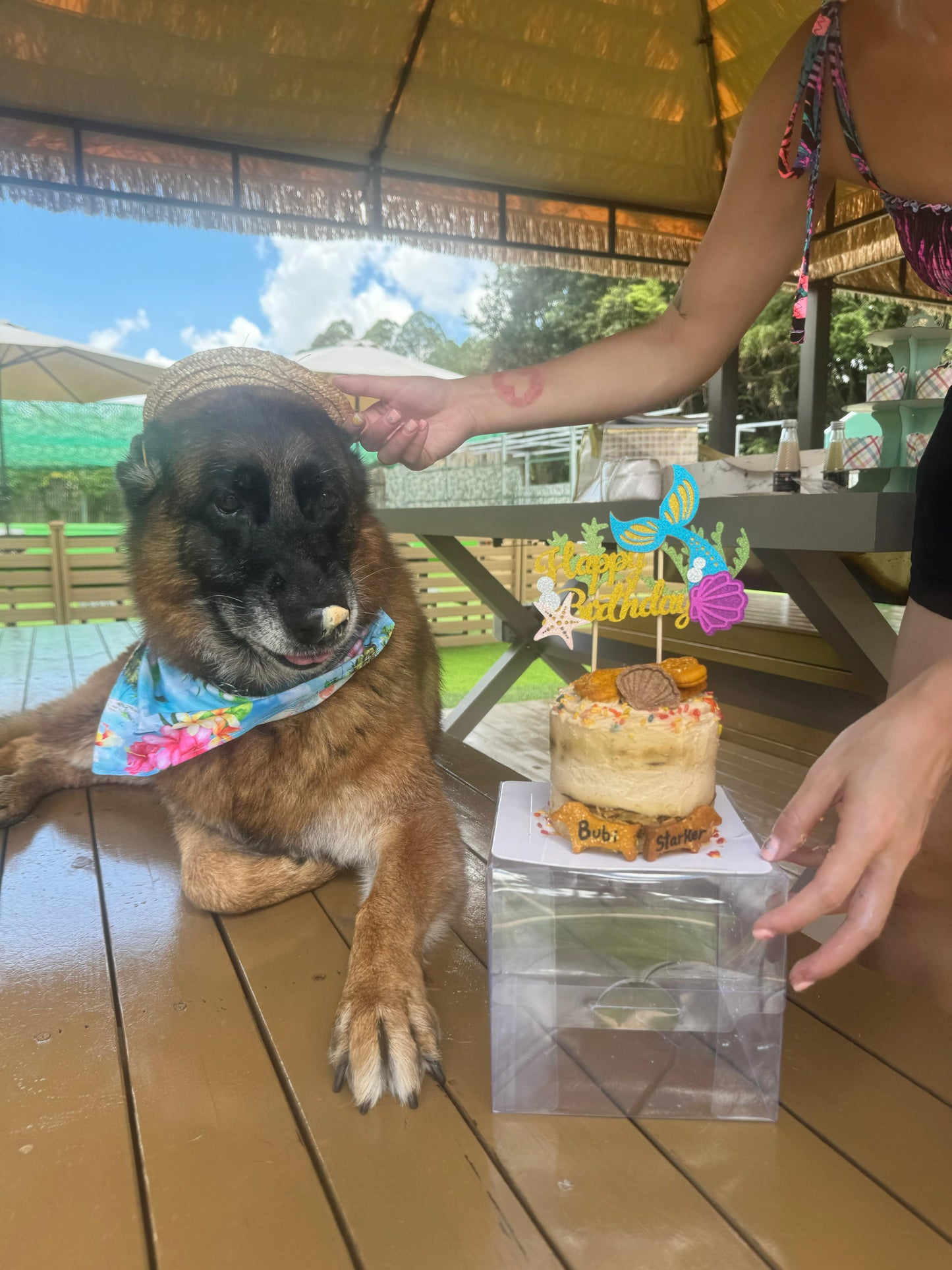 Dog Cake