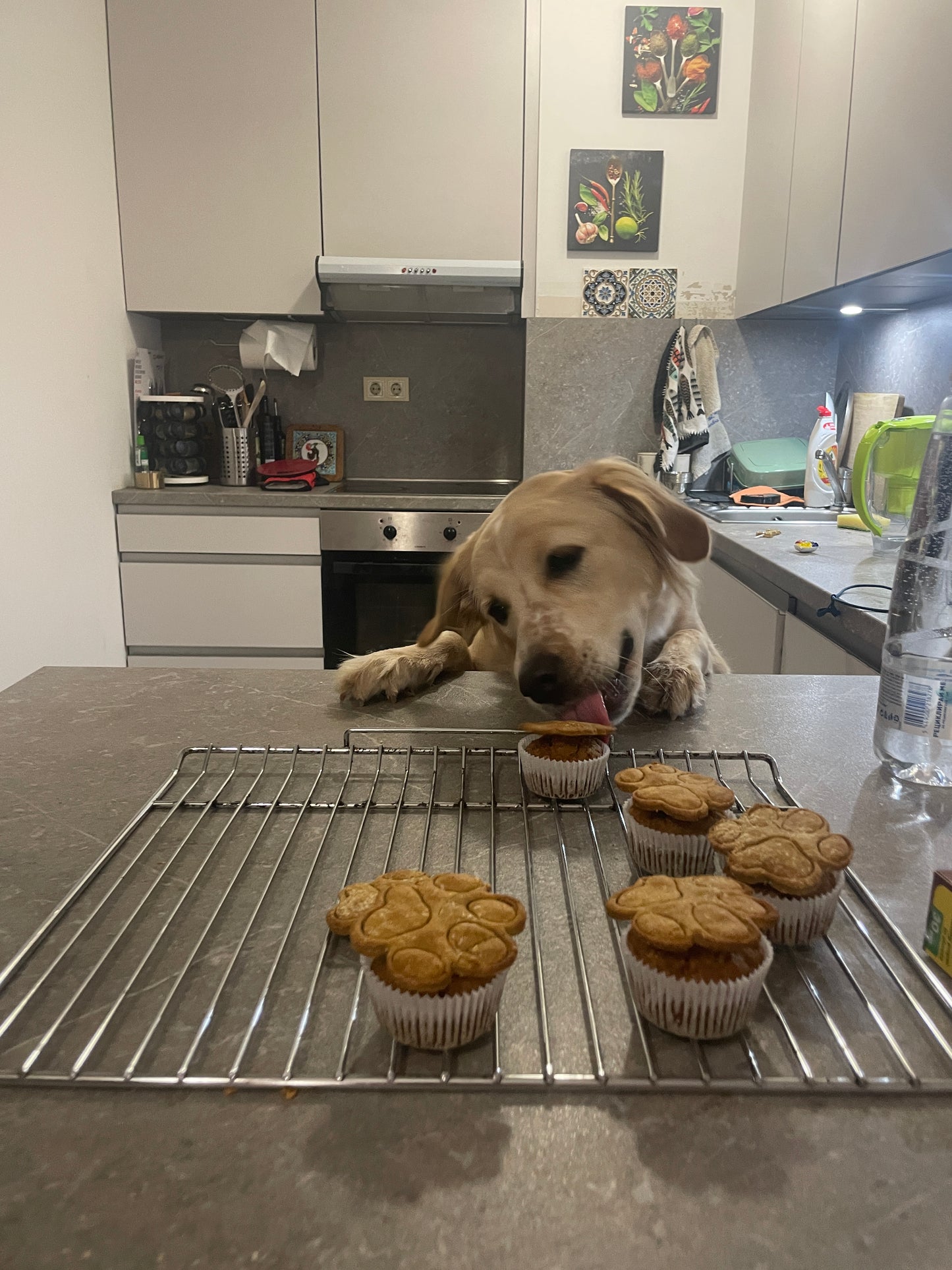 Dog Cupcakes | Pet-Friendly Carrot Cake Treats