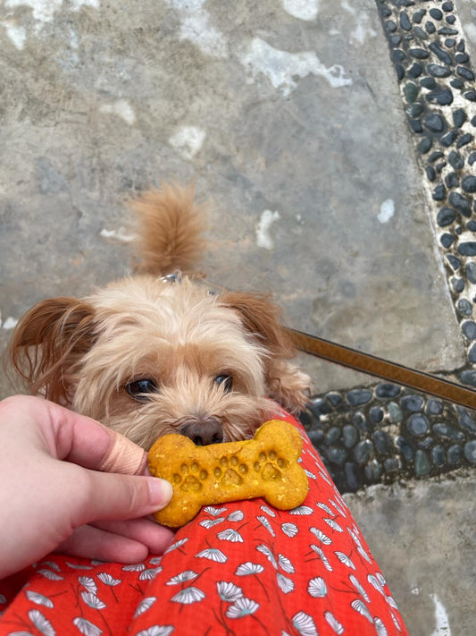 Dog Cookies | Natural Pumpkin & Peanut Butter Treats